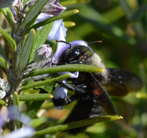 Réf. 252 231 : Xylocopa violacea